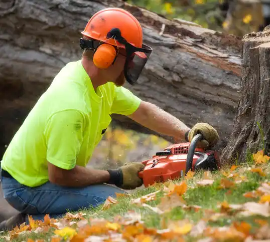 tree services Ransomville